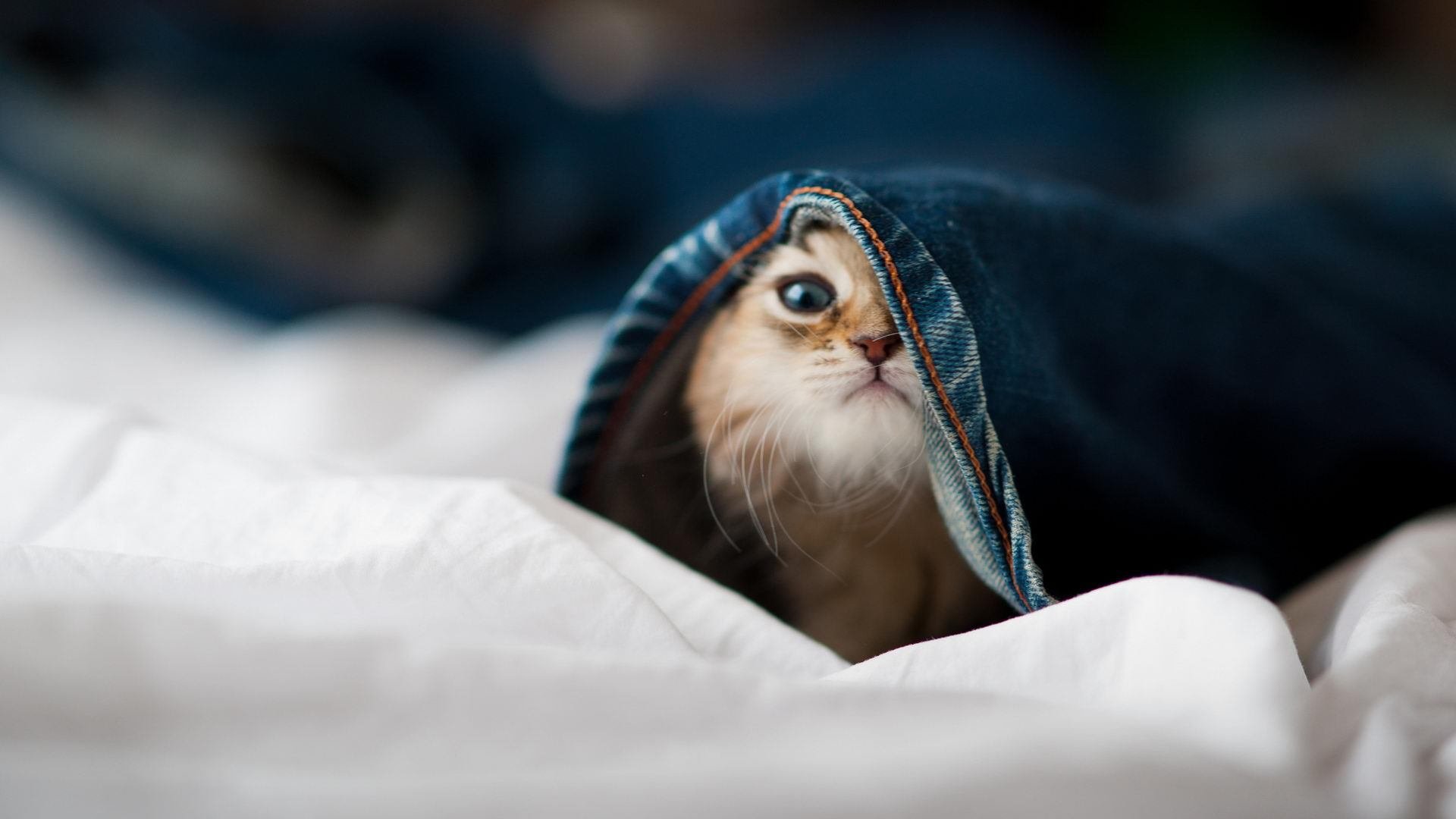 草根逆袭!步行者掀翻独行侠,英格拉姆一剑封喉定江山